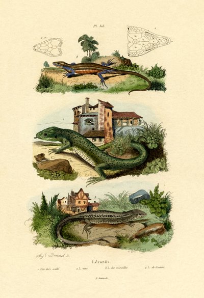 緑のトカゲ、1833-39 作： French School